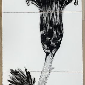Zeichnungen, Aphillocladus denticulatus, Catalina Baraona Molina