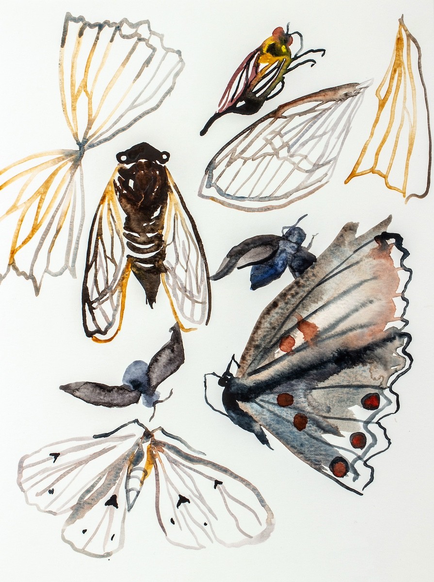 Elizabeth Becker, Nature Collection Sketch No. 1 Elizabeth Becker, Nature Collection Sketch No. 1