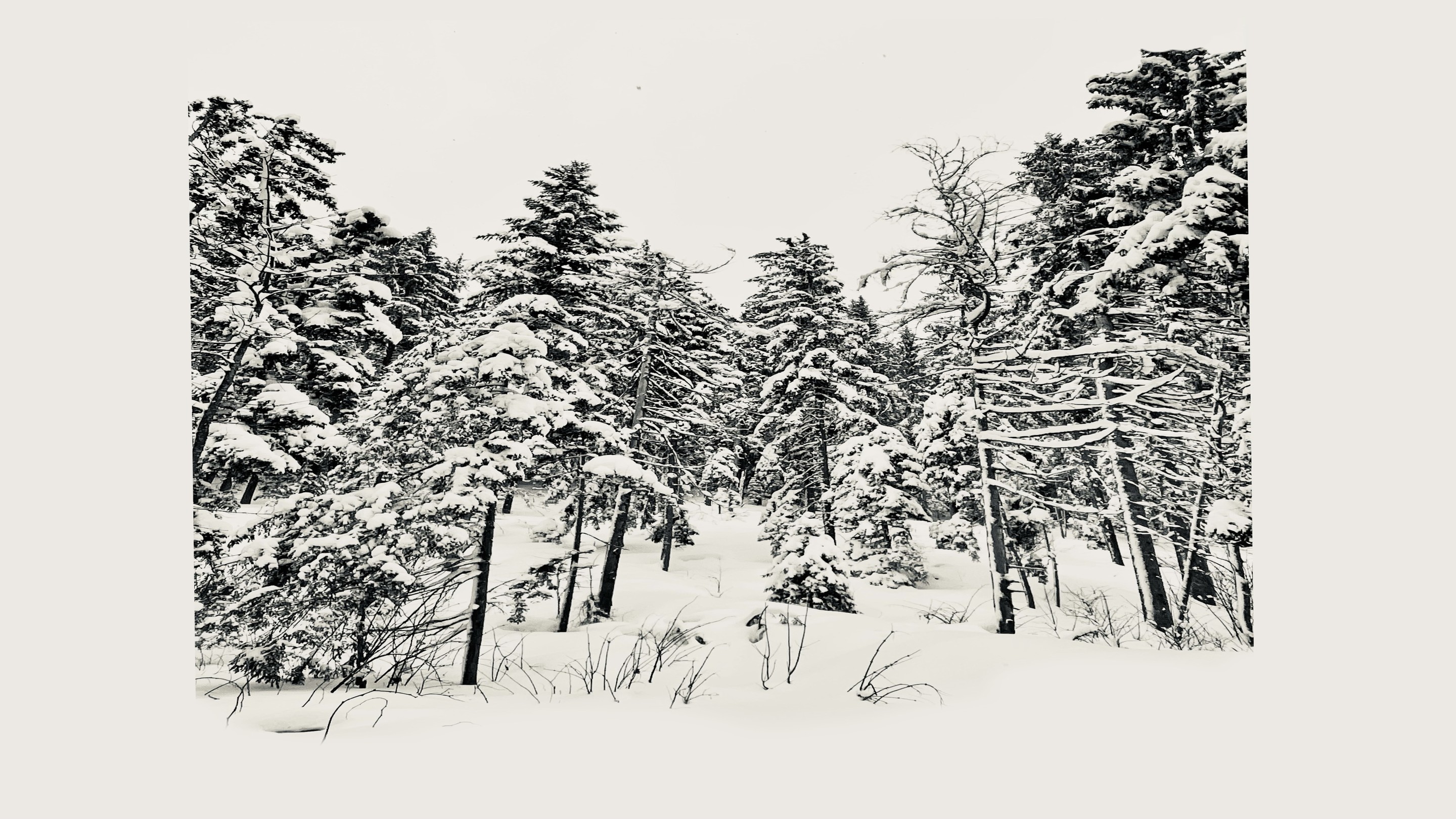 Adrianna MJW, Chemin blanc / Photographie fine art de forêt enneigée en noir et blanc. Adrianna MJW, Chemin blanc / Photographie fine art de forêt enneigée en noir et blanc.