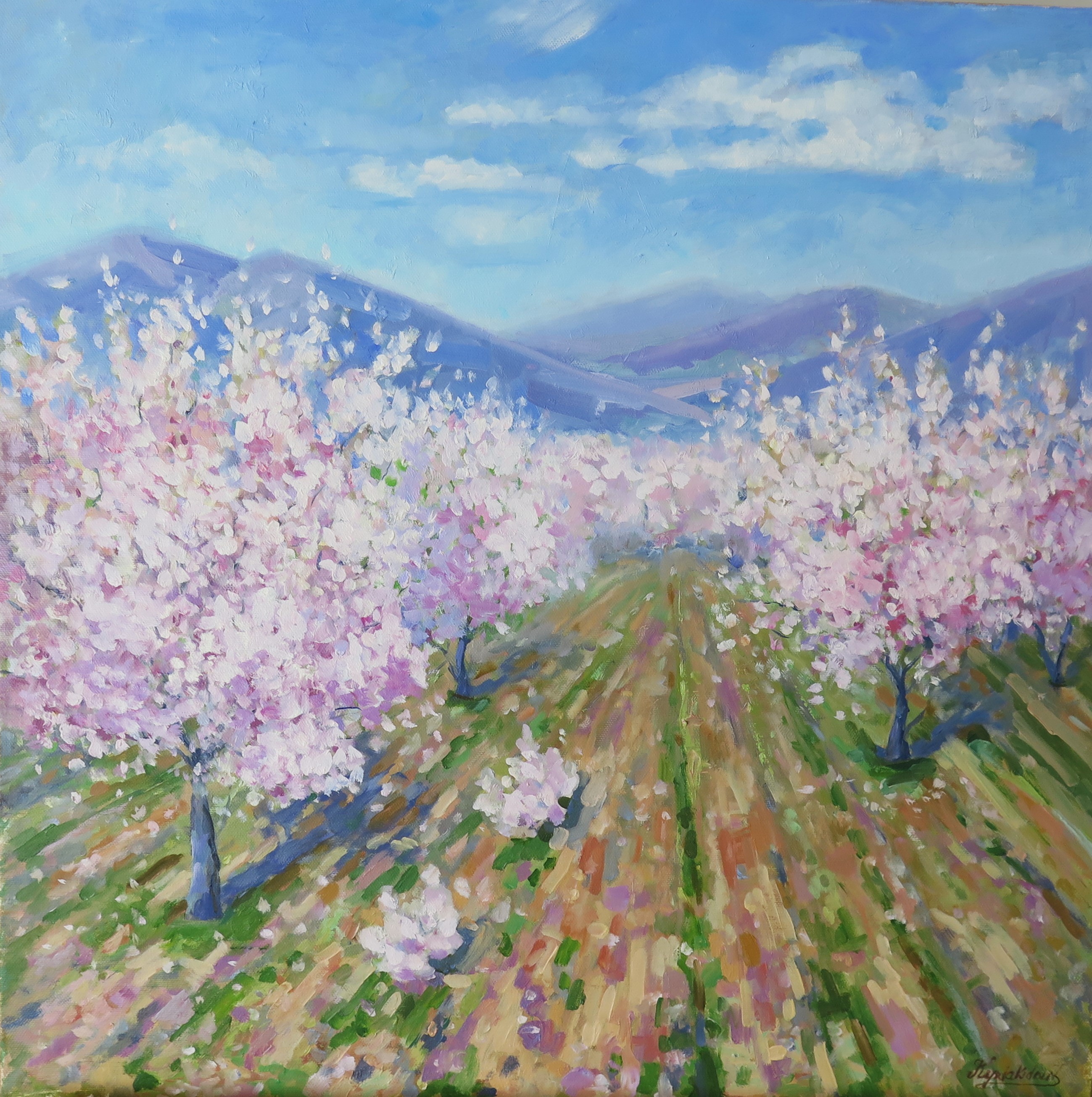 Tatiana Kyriakidou, Almond blossom in Limnatis, Cyprus Tatiana Kyriakidou, Almond blossom in Limnatis, Cyprus