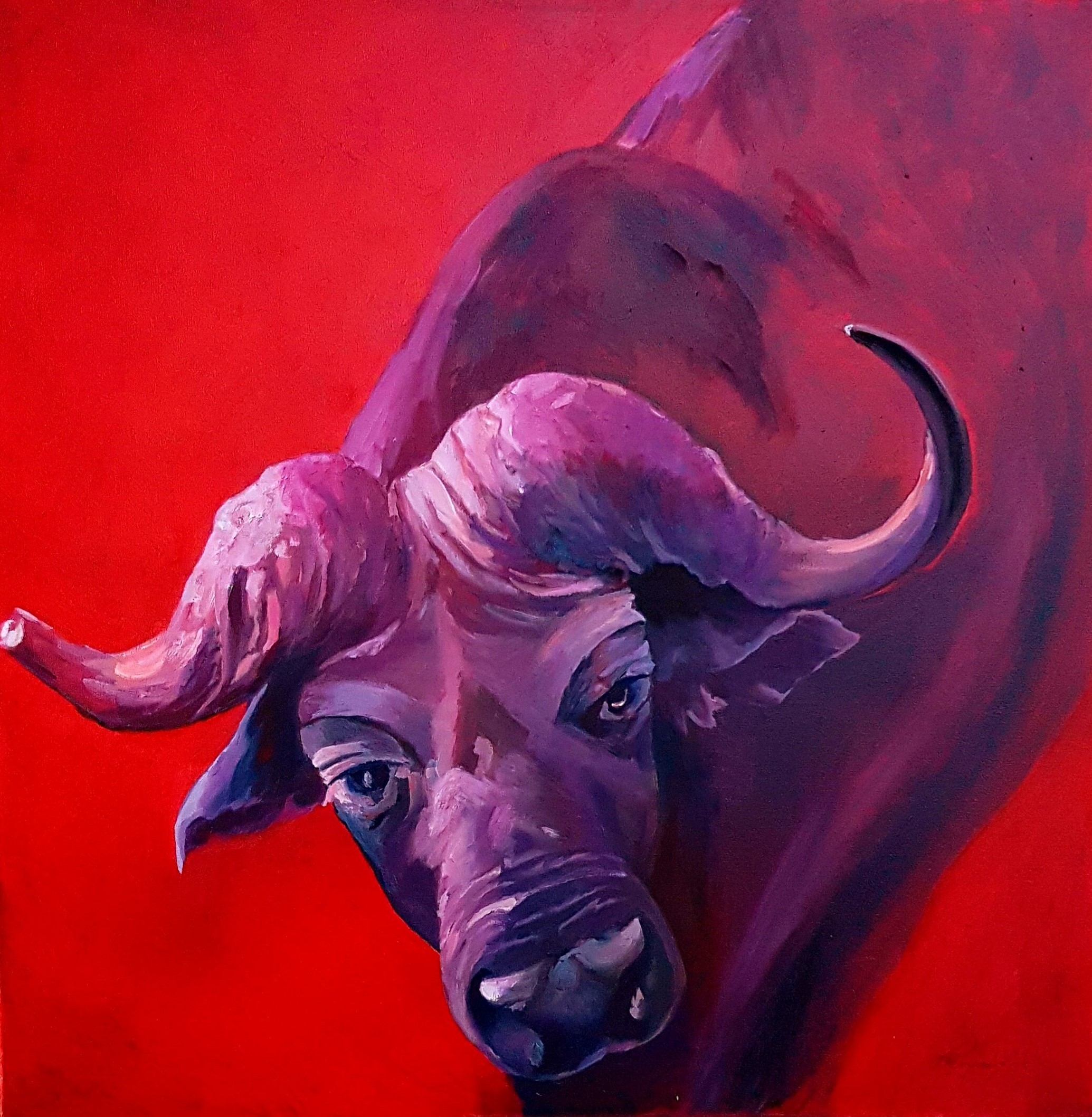 Tatiana Kyriakidou, Eye contact with the buffalo Tatiana Kyriakidou, Eye contact with the buffalo