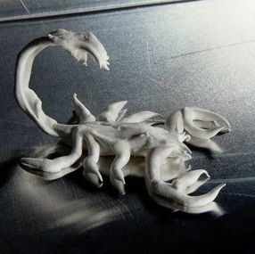 Photographie, Another meringue scorpion, Sofia Alazraki