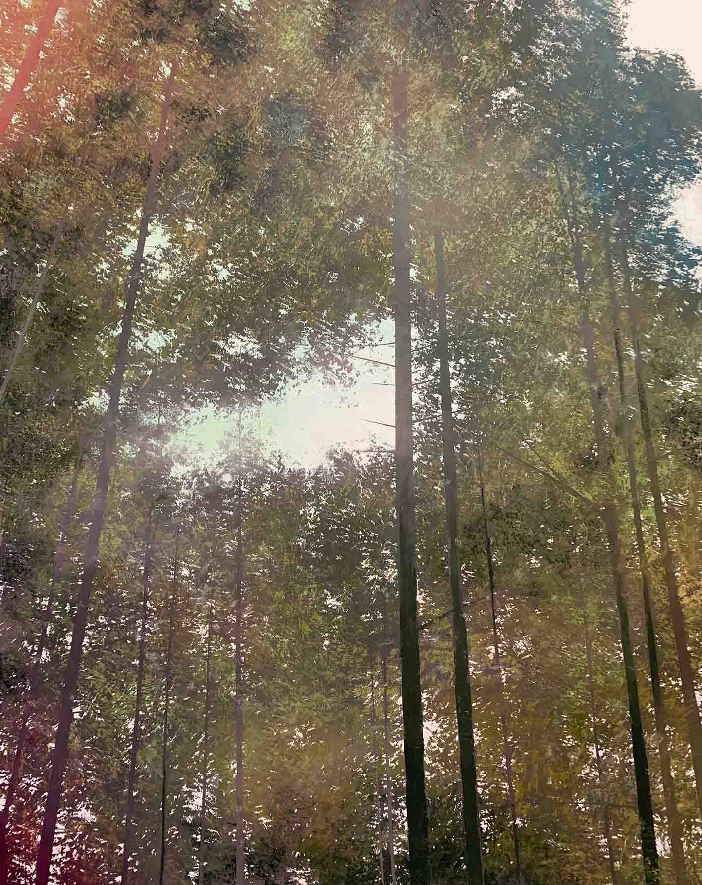 Benoît Trimborn, En forêt Benoît Trimborn, En forêt