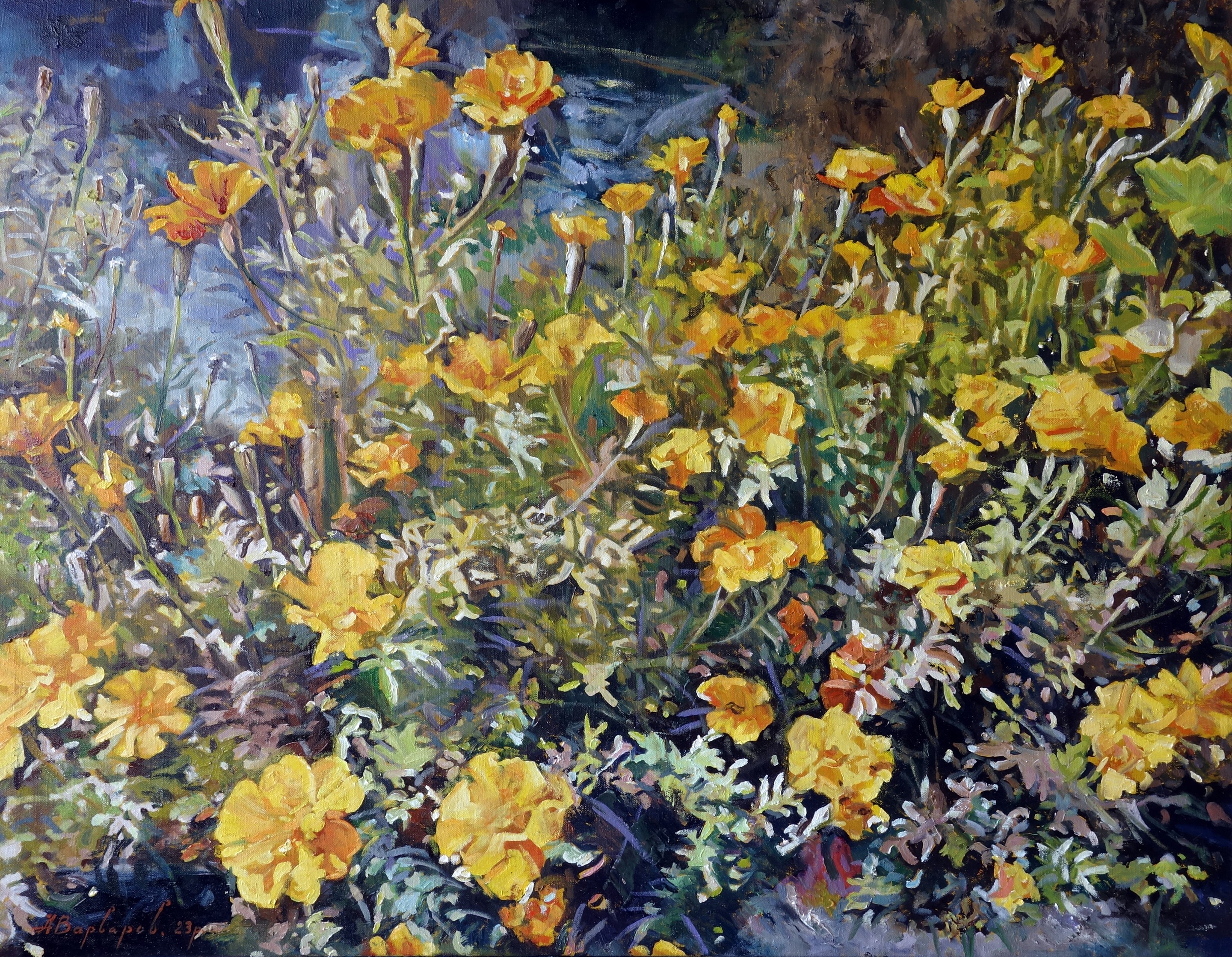 Anatoly Varvarov, Marigold Anatoly Varvarov, Marigold