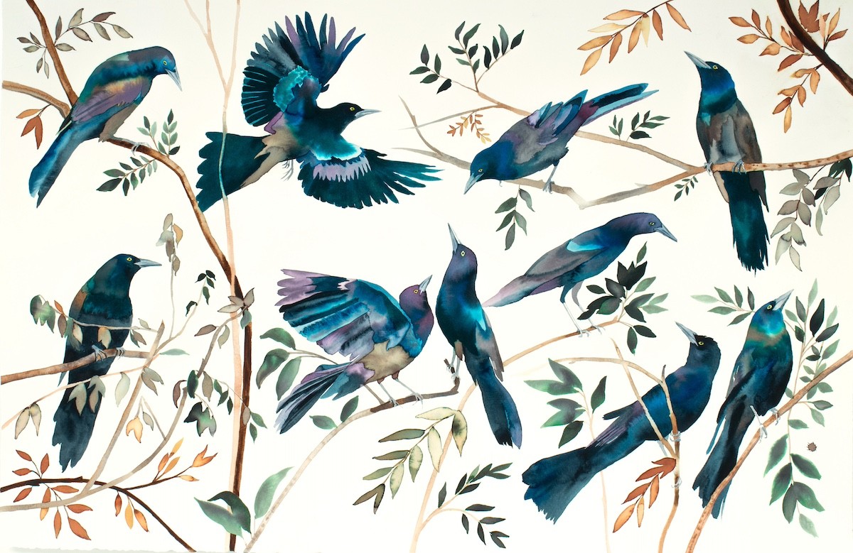 Elizabeth Becker, Grackles Elizabeth Becker, Grackles
