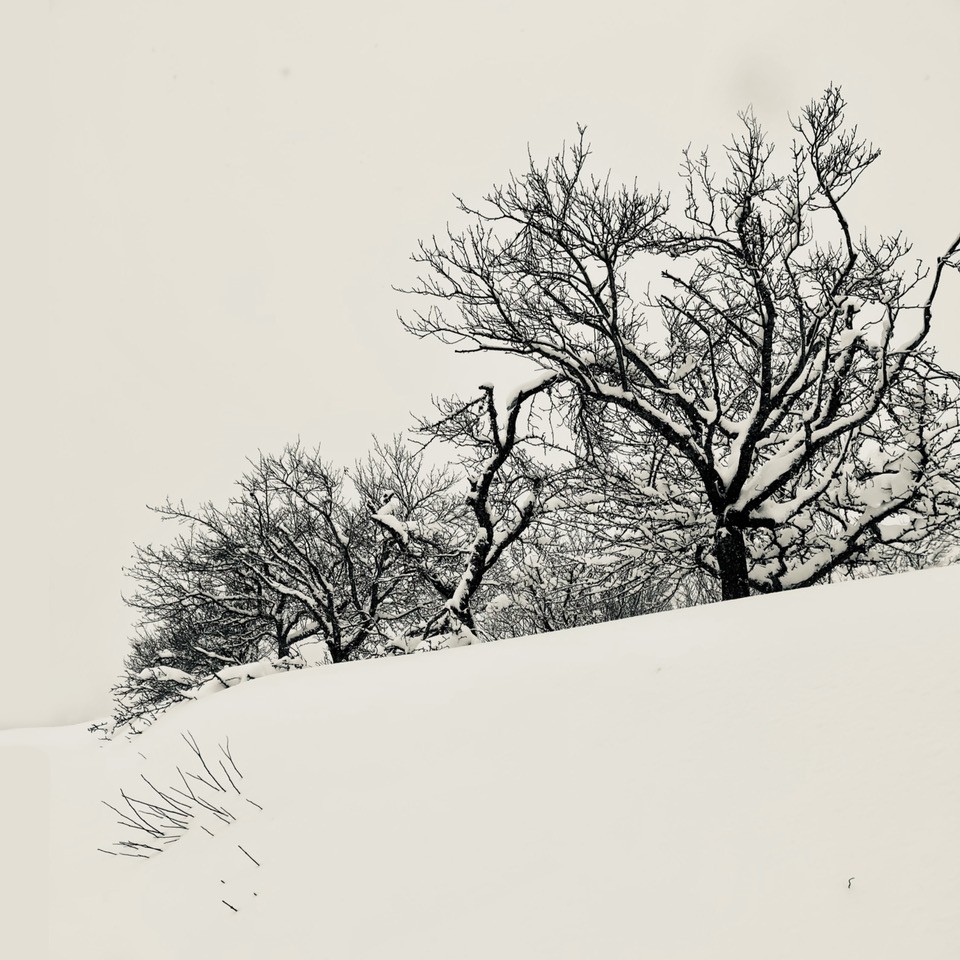 Adrianna MJW, Calligraphie des branche en hiver Adrianna MJW, Calligraphie des branche en hiver
