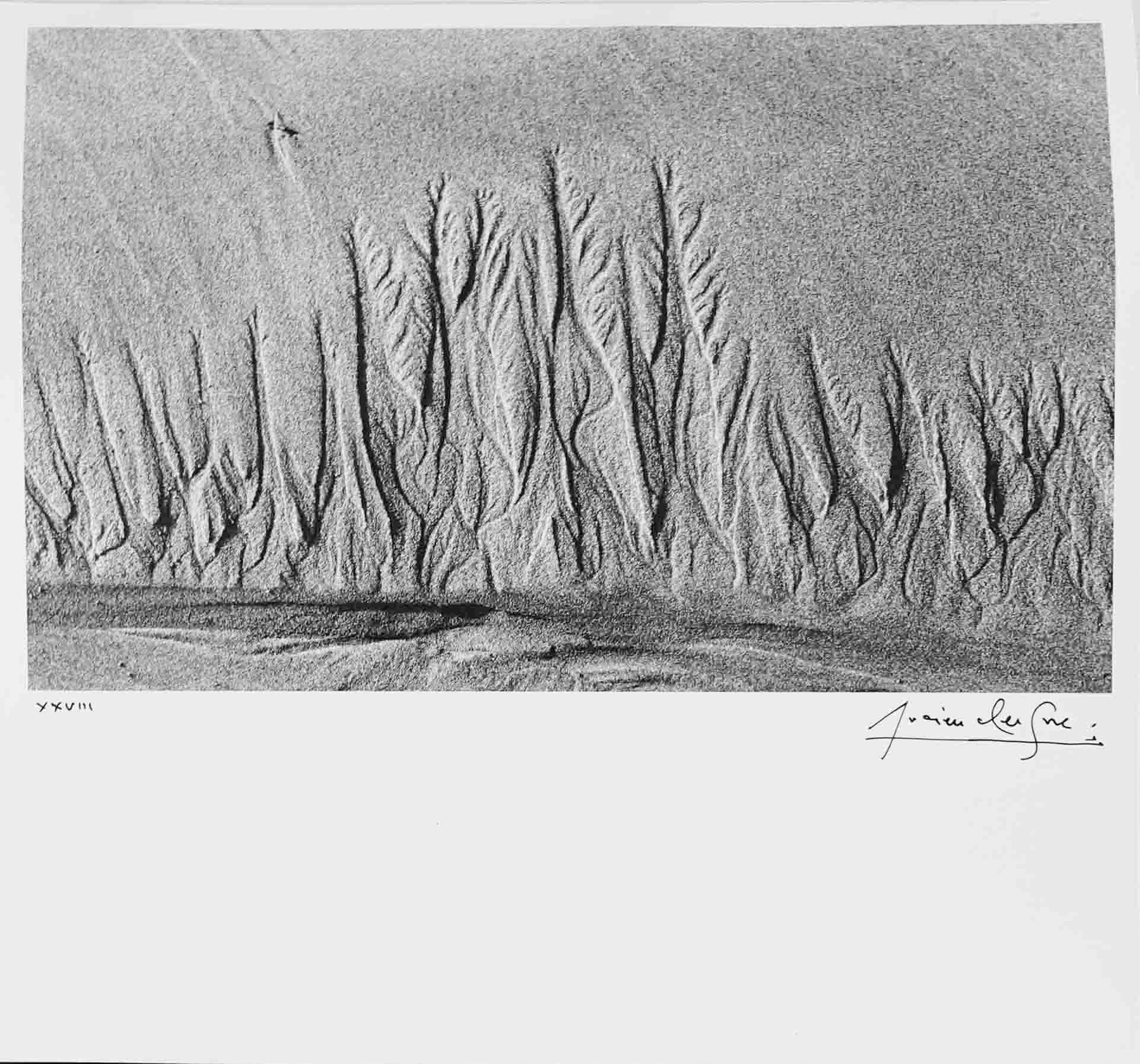 Lucien Clergue, Sans titre, de la série Langage des sables Lucien Clergue, Sans titre, de la série Langage des sables