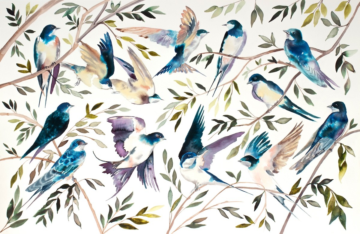 Elizabeth Becker, Tree Swallows Elizabeth Becker, Tree Swallows