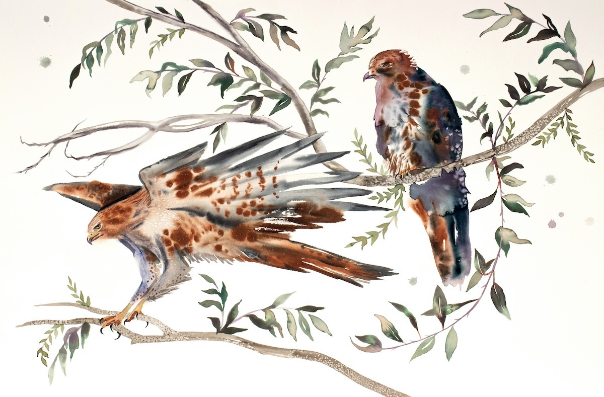 Elizabeth Becker, Red-Tailed Hawks No. 2 Elizabeth Becker, Red-Tailed Hawks No. 2