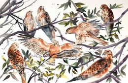 Painting, Red-Tailed Hawks, Elizabeth Becker