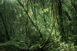 Photography, Vert #3, Rainforest, Brazil, Daniel Mansur