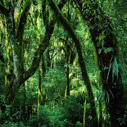 Photography, Vert #15, Rainforest, Brazil, Daniel Mansur