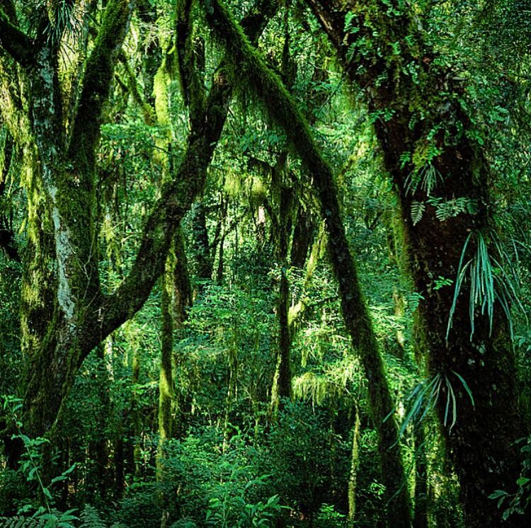 Daniel Mansur, Vert #15, Rainforest, Brazil Daniel Mansur, Vert #15, Rainforest, Brazil