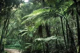 Photography, Vert #17, Rainforest, Brazil, Daniel Mansur