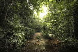 Photography, Vert #16, Rainforest, Brazil, Daniel Mansur