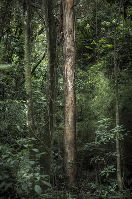 Photography, In Paradisum #16, Rainforest, Brazil (5), Daniel Mansur