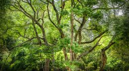 Photography, Vert #8, Rainforest, Brazil, Daniel Mansur