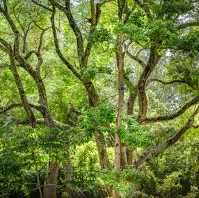 Photography, Vert #8, Rainforest, Brazil, Daniel Mansur
