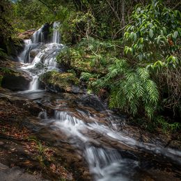 Photography, Vert #2, Rainforest, Brazil, Daniel Mansur