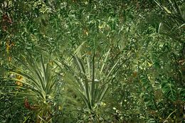 Photography, Vert #20, Rainforest, Brazil, Daniel Mansur