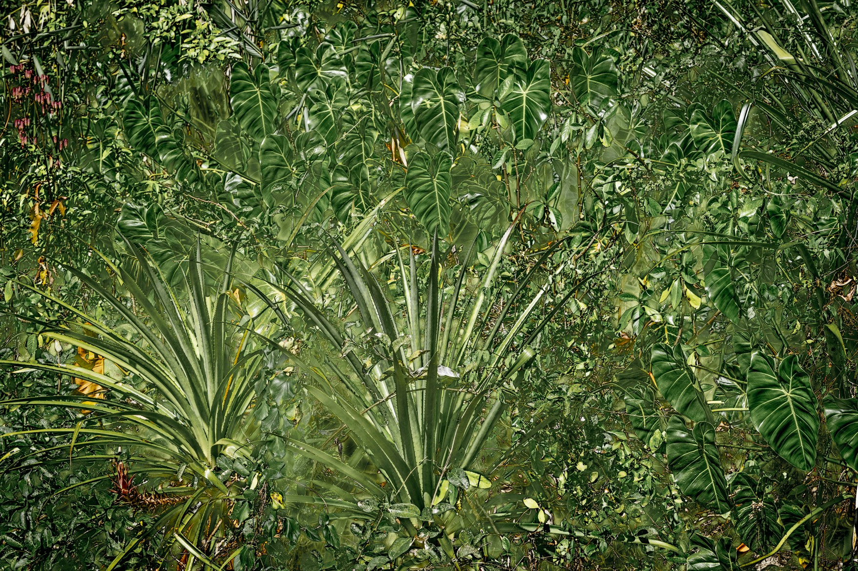 Daniel Mansur, Vert #20, Rainforest, Brazil Daniel Mansur, Vert #20, Rainforest, Brazil