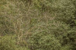 Photography, Vert #19, Rainforest, Brazil, Daniel Mansur