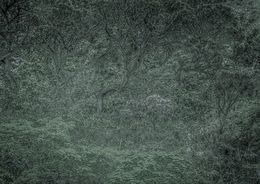 Photography, Vert #13, Rainforest, Brazil, Daniel Mansur