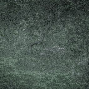 Photographie, Vert #13, Rainforest, Brazil, Daniel Mansur