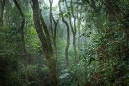 Photography, Vert #9, Rainforest, Brazil (Paysage Forêt Tropicale), Daniel Mansur
