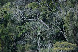 Photography, Vert #5, Rainforest, Brazil, Daniel Mansur