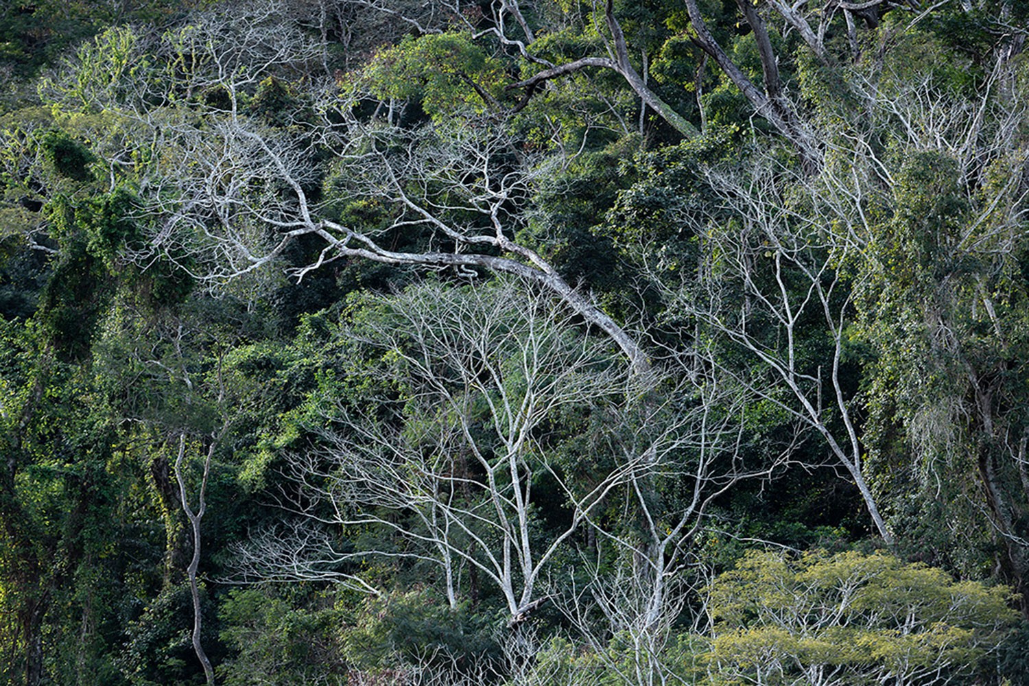 Daniel Mansur, Vert #5, Rainforest, Brazil Daniel Mansur, Vert #5, Rainforest, Brazil