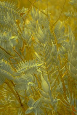 Photography, Abstraction, Daniel Mansur