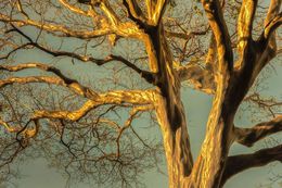 Photography, Golden Hour, Daniel Mansur