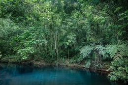 Photography, Tropical Forest, Brazil, Daniel Mansur