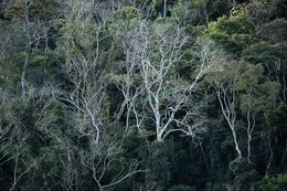 Photography, Vert #6, Rainforest, Brazil, Daniel Mansur
