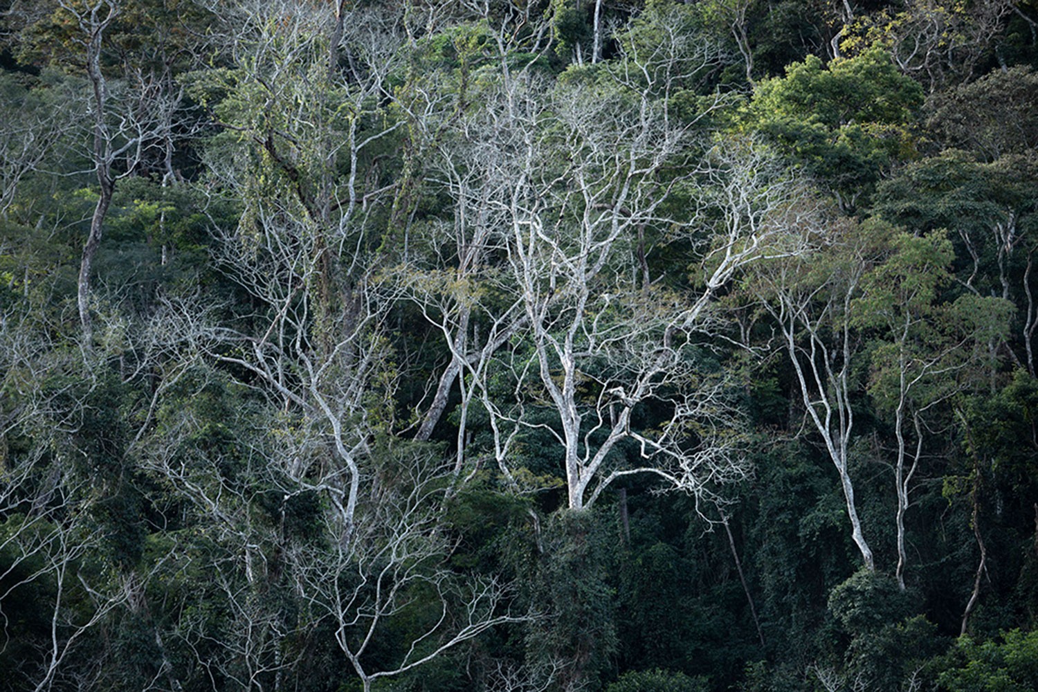 Daniel Mansur, Vert #6, Rainforest, Brazil Daniel Mansur, Vert #6, Rainforest, Brazil