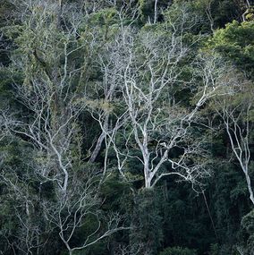 Photographie, Vert #6, Rainforest, Brazil, Daniel Mansur