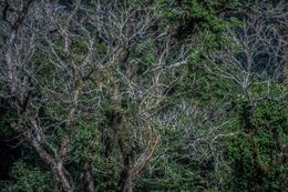 Photography, Vert #7, Rainforest, Brazil, Daniel Mansur