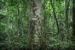 Photography, In Paradisum #4, Rainforest, Brazil, Daniel Mansur