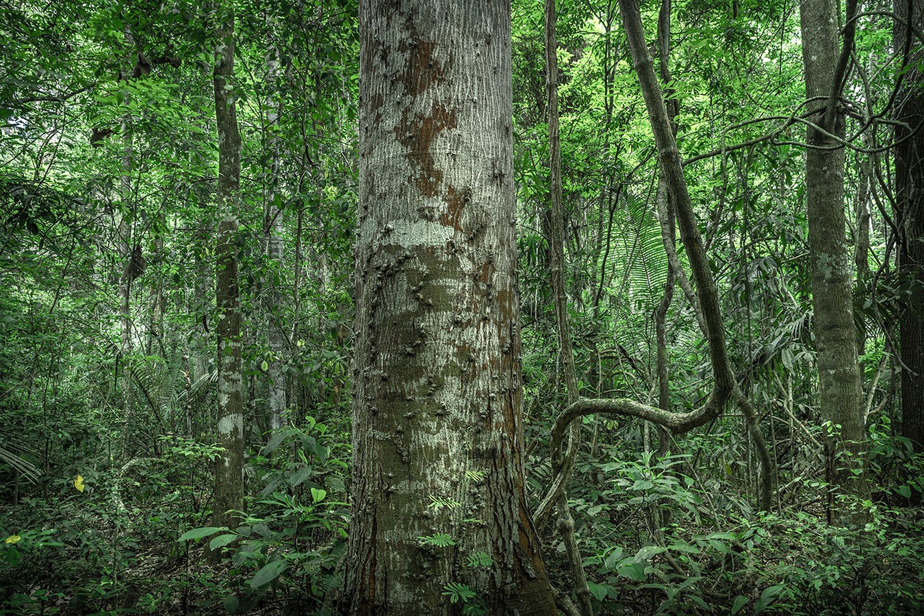 Daniel Mansur, In Paradisum #4, Rainforest, Brazil Daniel Mansur, In Paradisum #4, Rainforest, Brazil