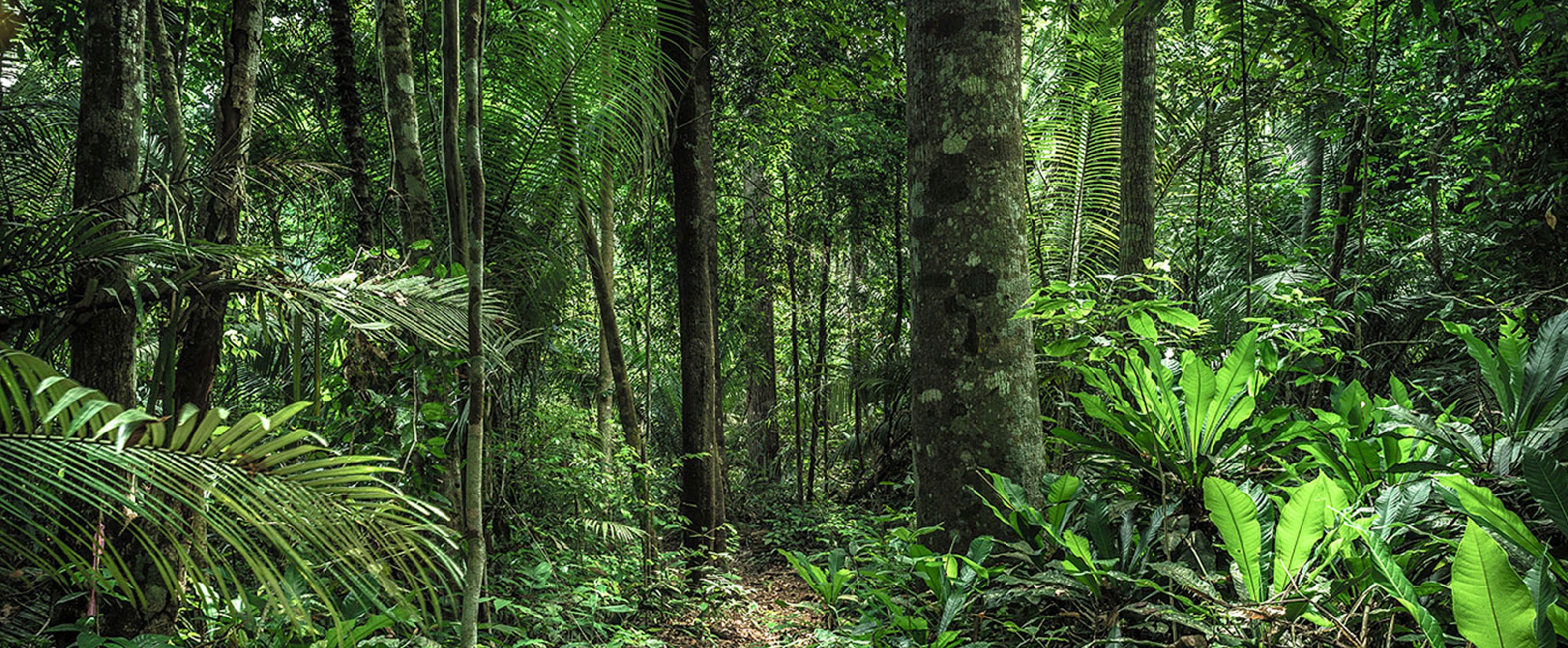 Daniel Mansur, In Paradisum #16, Rainforest, Brazil (26) Daniel Mansur, In Paradisum #16, Rainforest, Brazil (26)