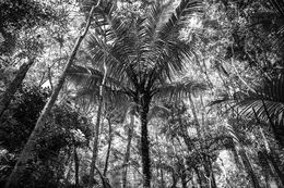 Photography, In Paradisum #6, Rainforest, Brazil, Daniel Mansur