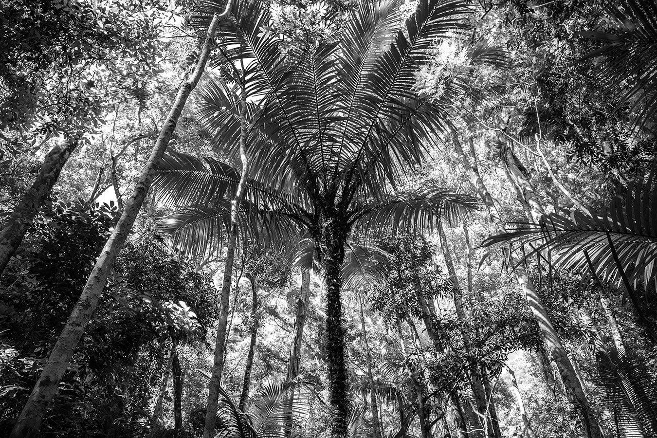 Daniel Mansur, In Paradisum #6, Rainforest, Brazil Daniel Mansur, In Paradisum #6, Rainforest, Brazil