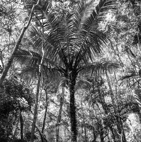 Photography, In Paradisum #6, Rainforest, Brazil, Daniel Mansur