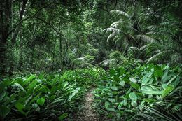 Photography, In Paradisum #1, Rainforest, Brazil, Daniel Mansur