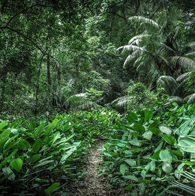 Photographie, In Paradisum #1, Rainforest, Brazil, Daniel Mansur