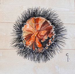 Peinture, Oursin, Caroline Godefroy