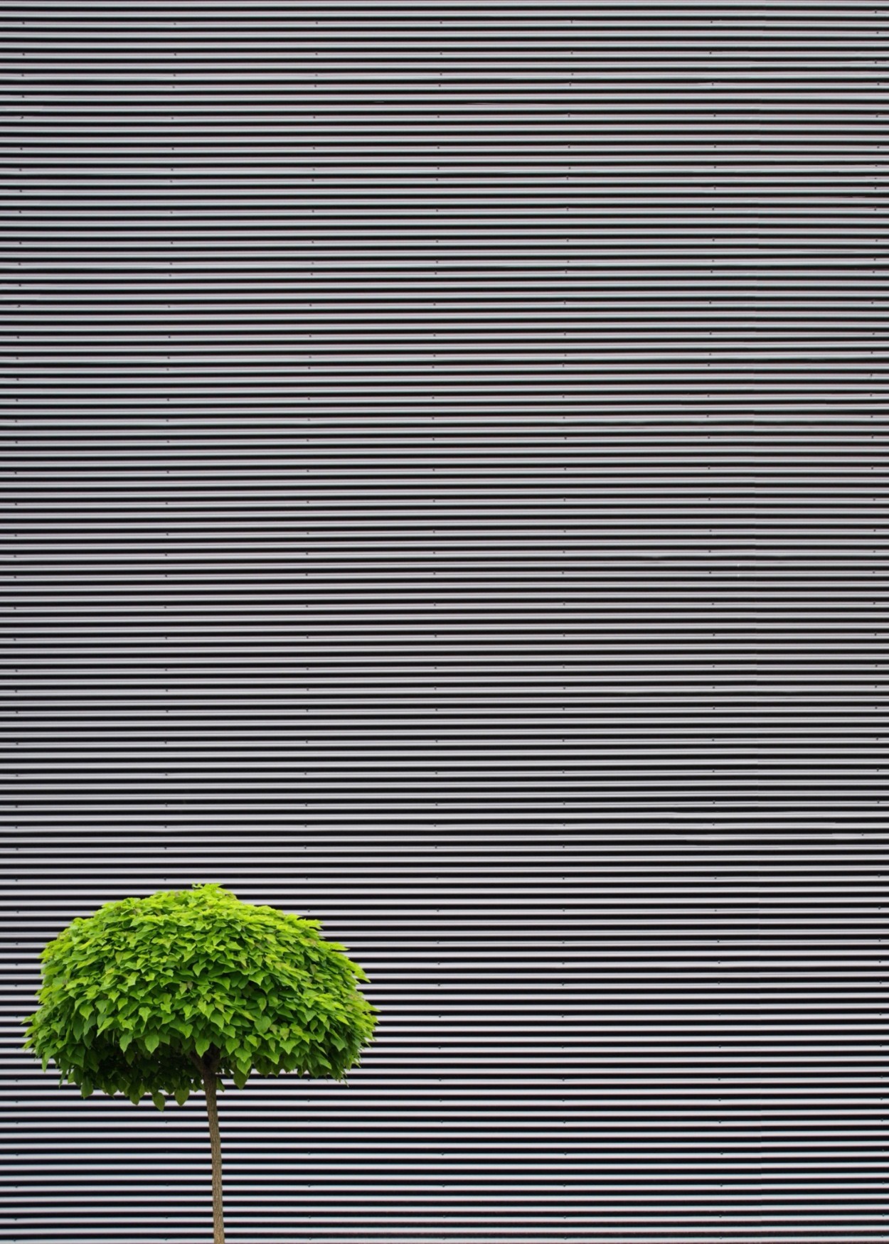 Marcus Cederberg, Solitare Marcus Cederberg, Solitare