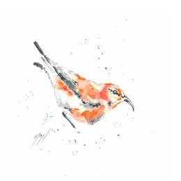 Fine Art Drawings, Notre pioupiou au bec crochu !, Noël Granger
