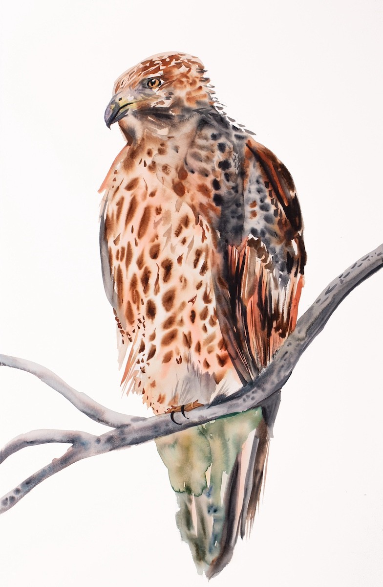 Elizabeth Becker, Red-Tailed Hawk No. 5 Elizabeth Becker, Red-Tailed Hawk No. 5